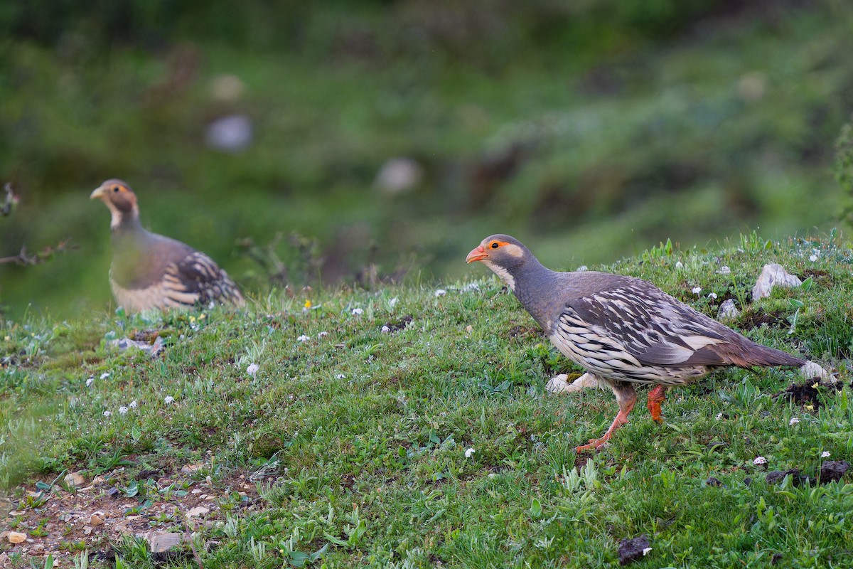 Tibetan Snowcock - ML638217456