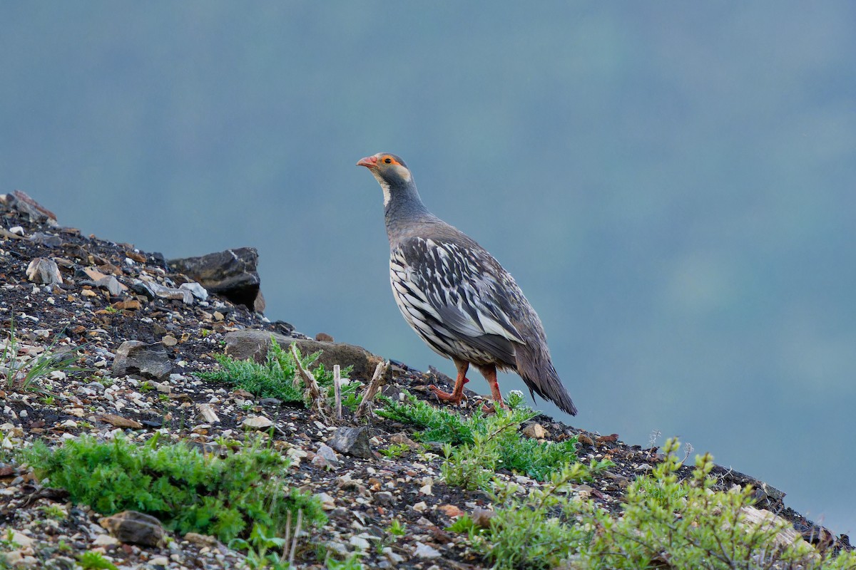 Tibetan Snowcock - ML638217457