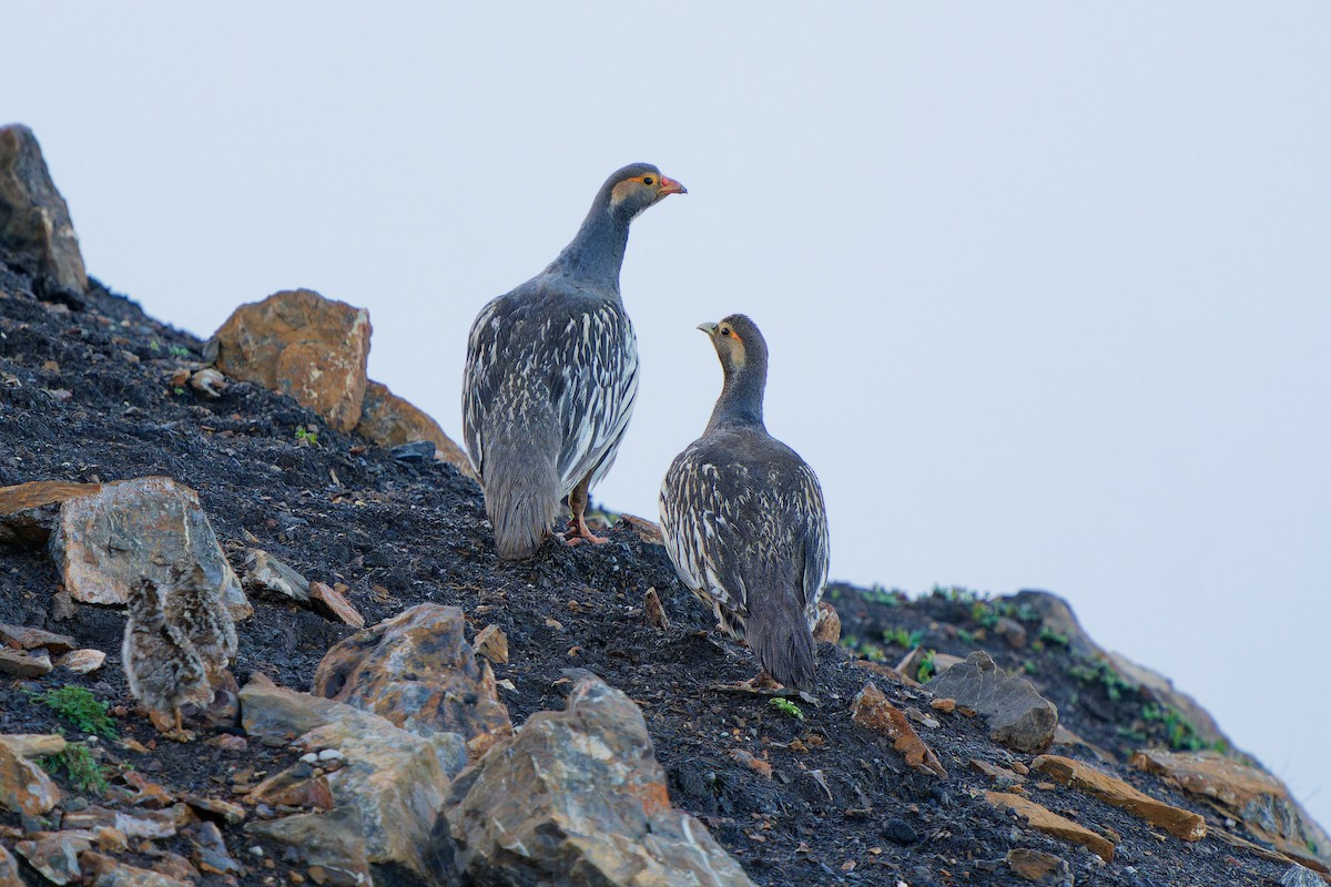 Tibetan Snowcock - ML638217458