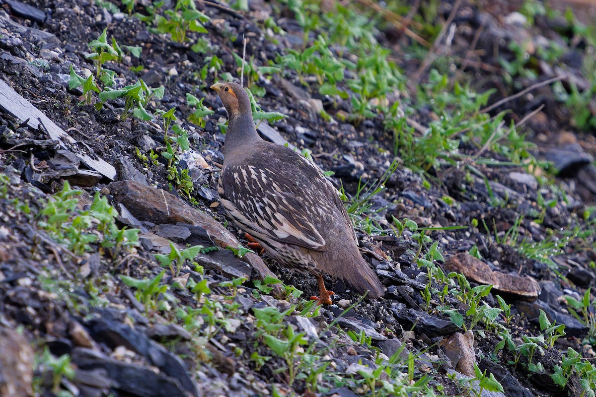 Tibetan Snowcock - ML638217459