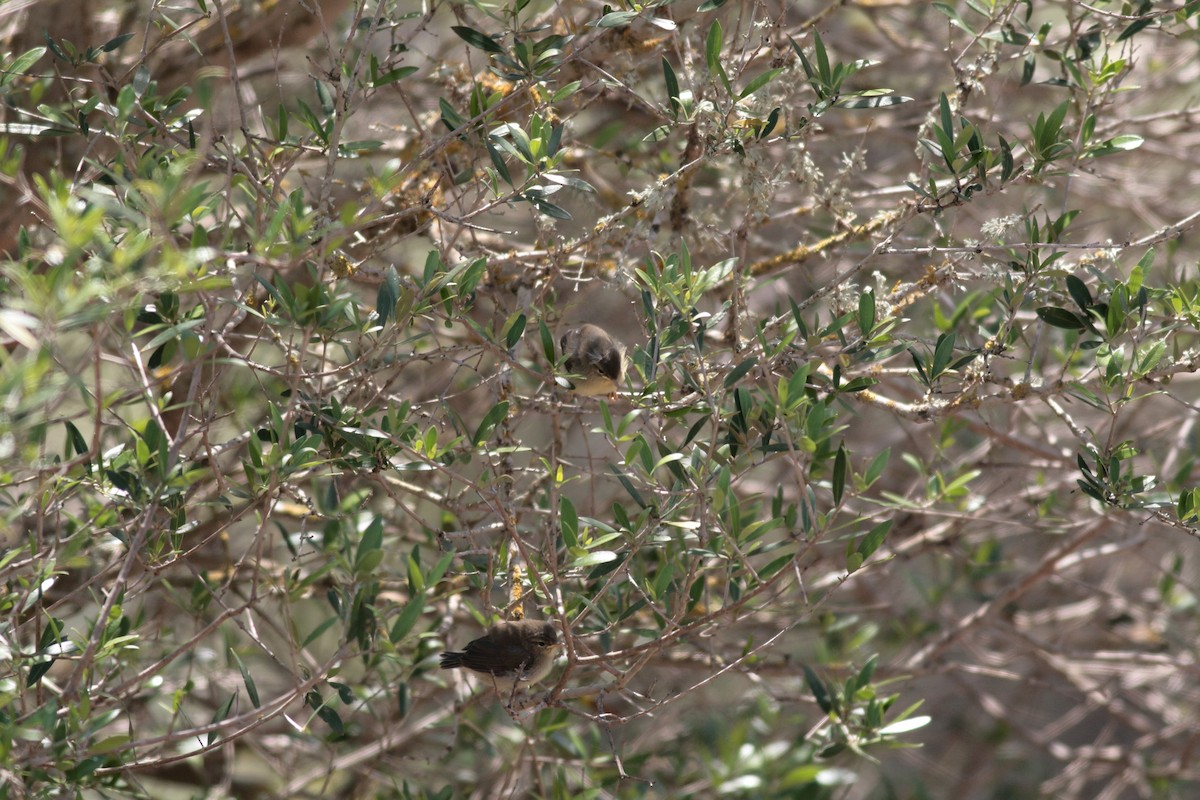 Canary Islands Chiffchaff - ML638217460
