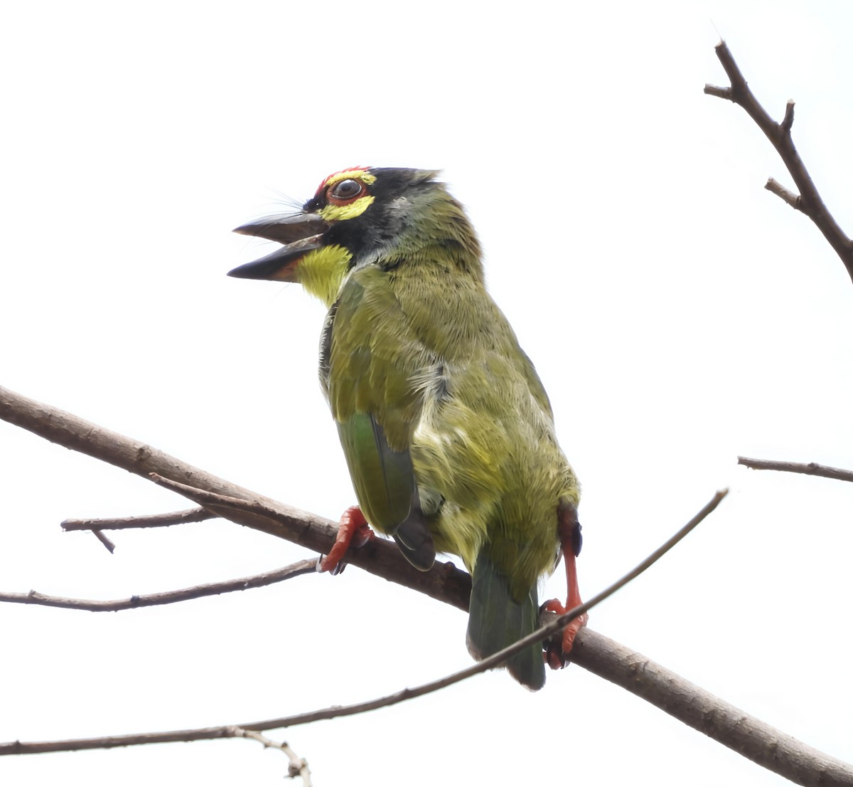 Coppersmith Barbet - ML638217461