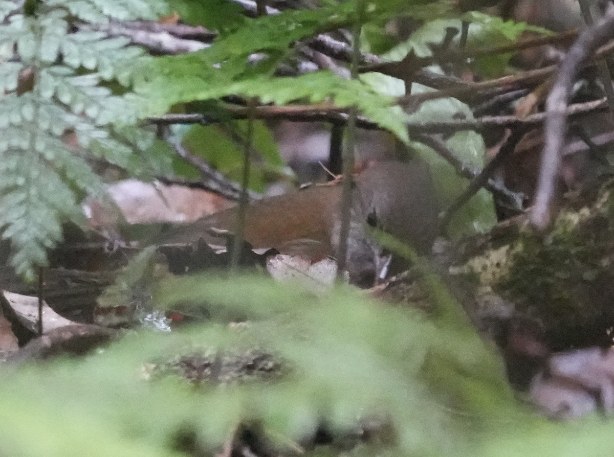 Rostdickichtvogel - ML638217463