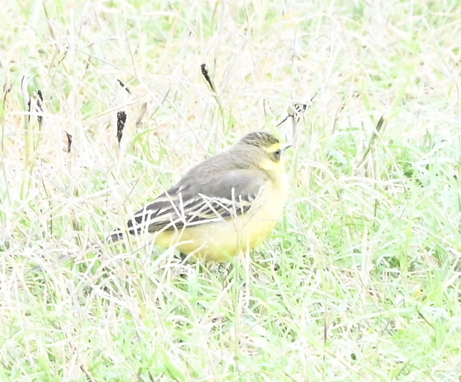 Eastern Yellow Wagtail - ML638217464