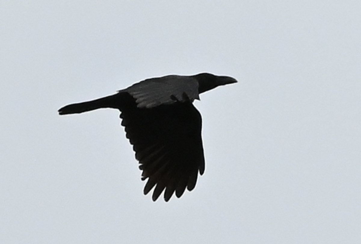 Large-billed Crow - ML638217472