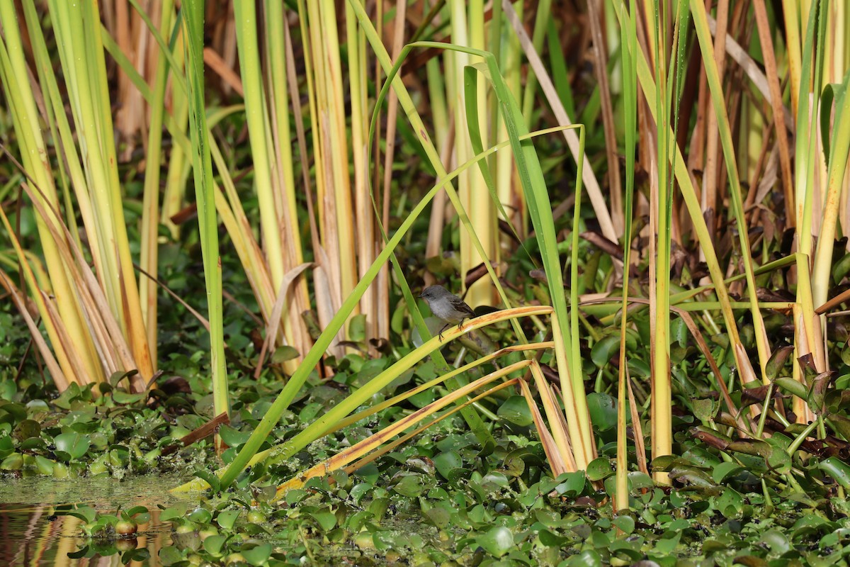 Sooty Tyrannulet - ML638217473
