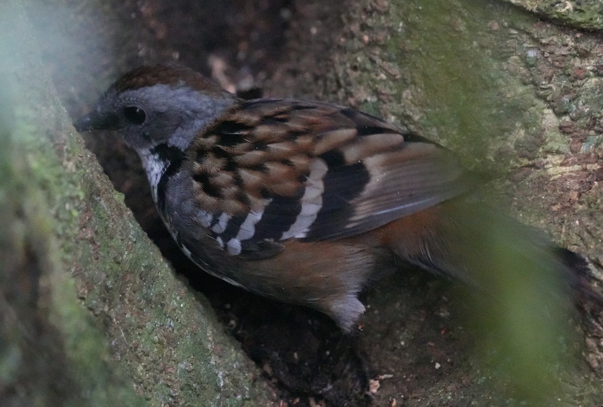 Australian Logrunner - ML638217479