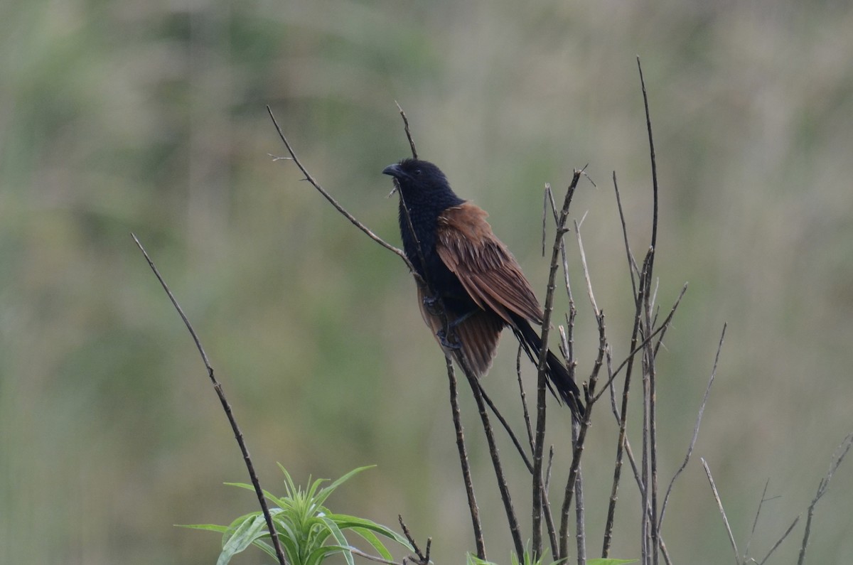 Lesser Coucal - ML638217485