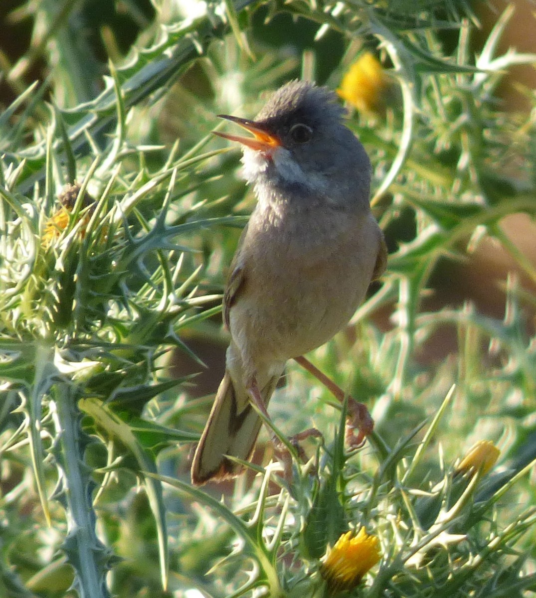 Spectacled Warbler - ML638217491