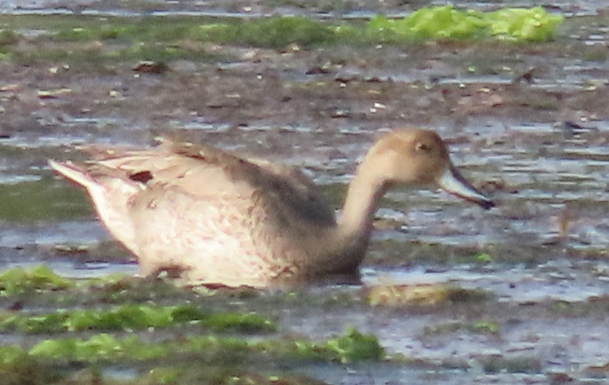 Northern Pintail - ML638217495