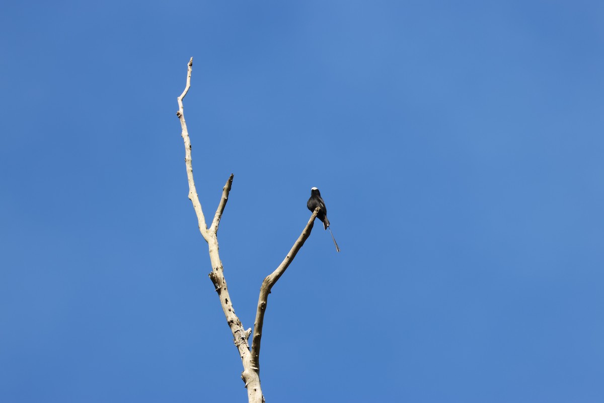 Long-tailed Tyrant - ML638217501