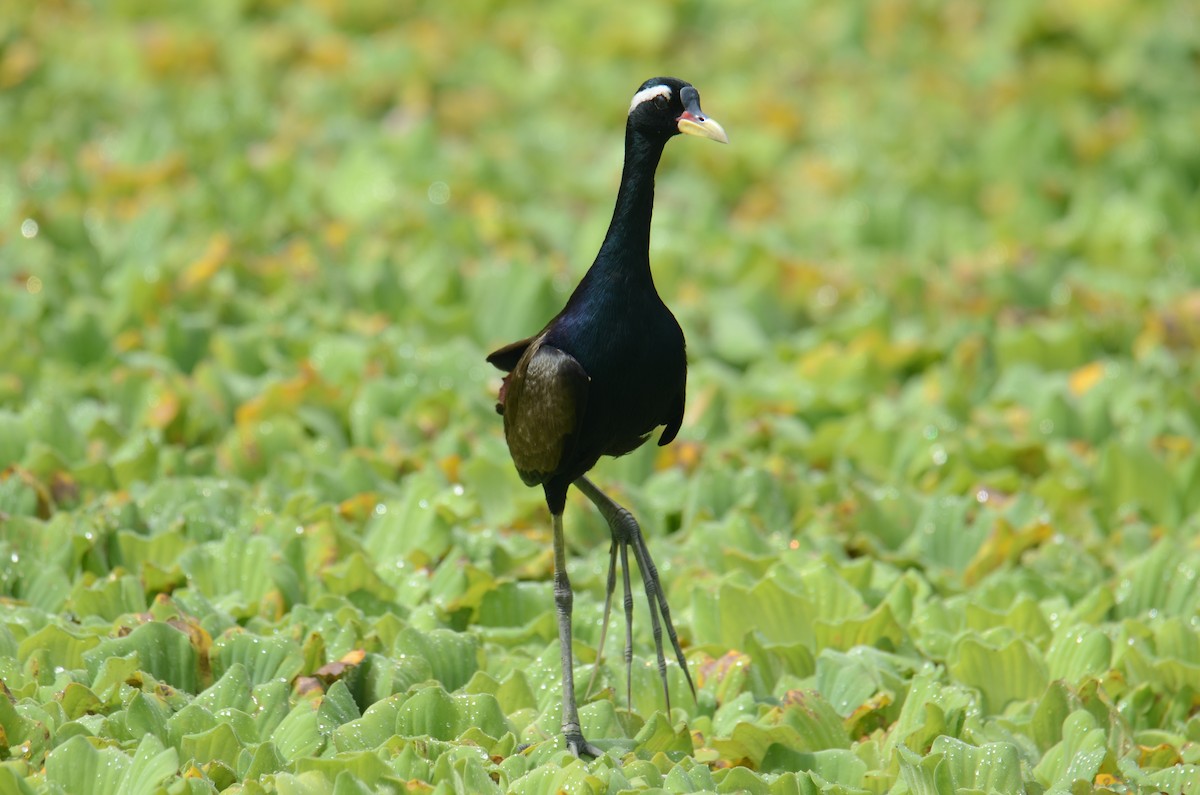 Bronze-winged Jacana - ML638217505