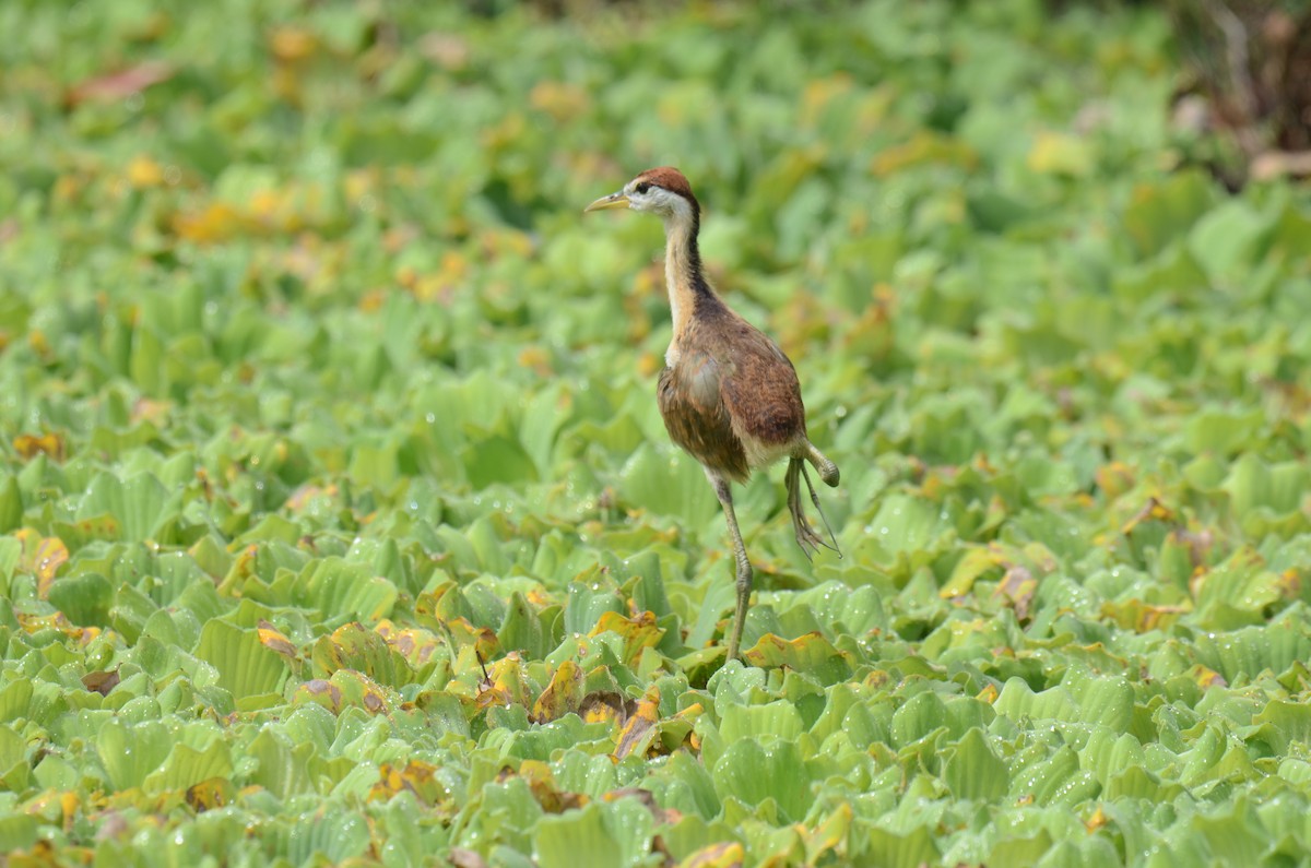 Bronze-winged Jacana - ML638217506