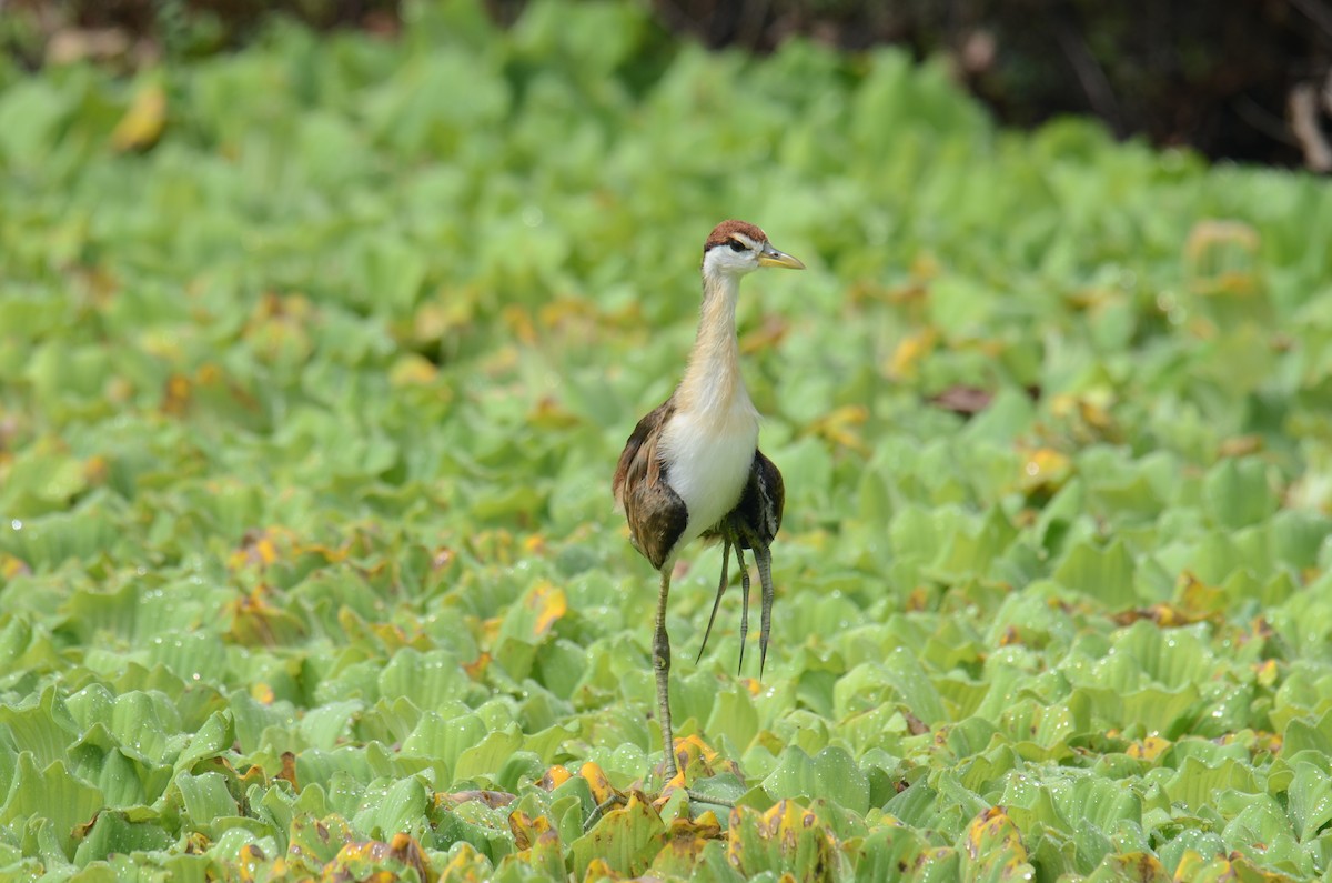 Bronze-winged Jacana - ML638217507