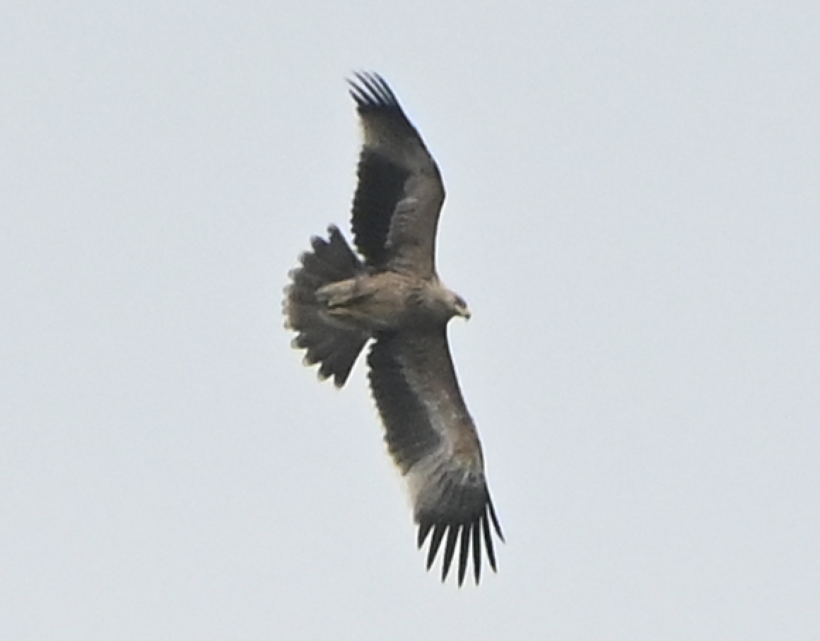 Imperial Eagle - ML638217509