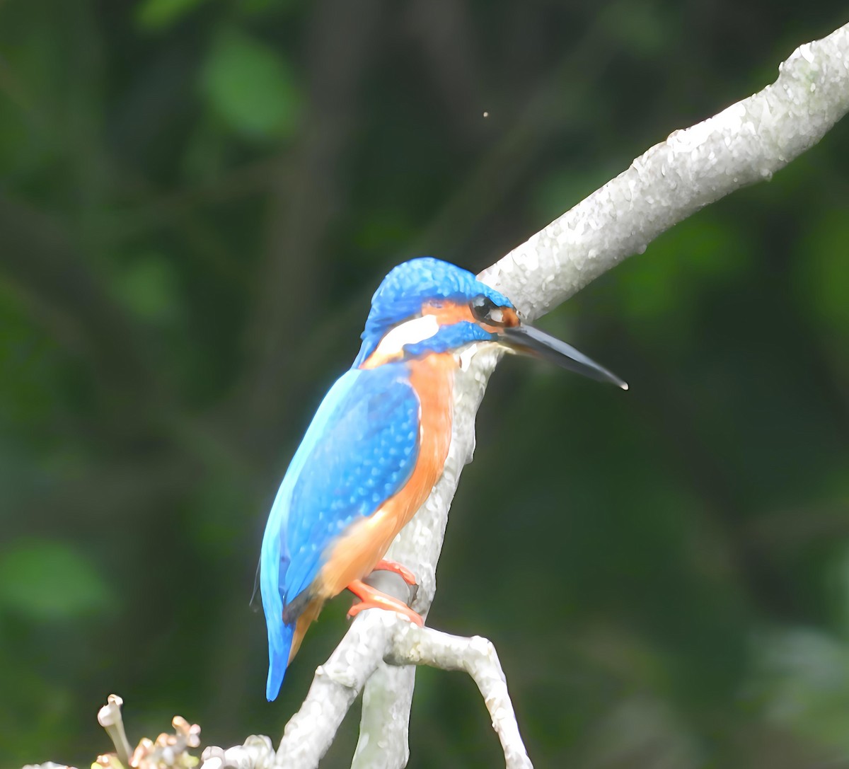 Номин шогшир - ML638217513