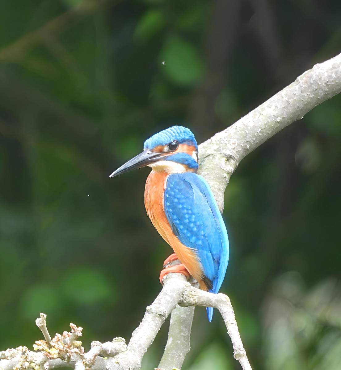 Номин шогшир - ML638217514