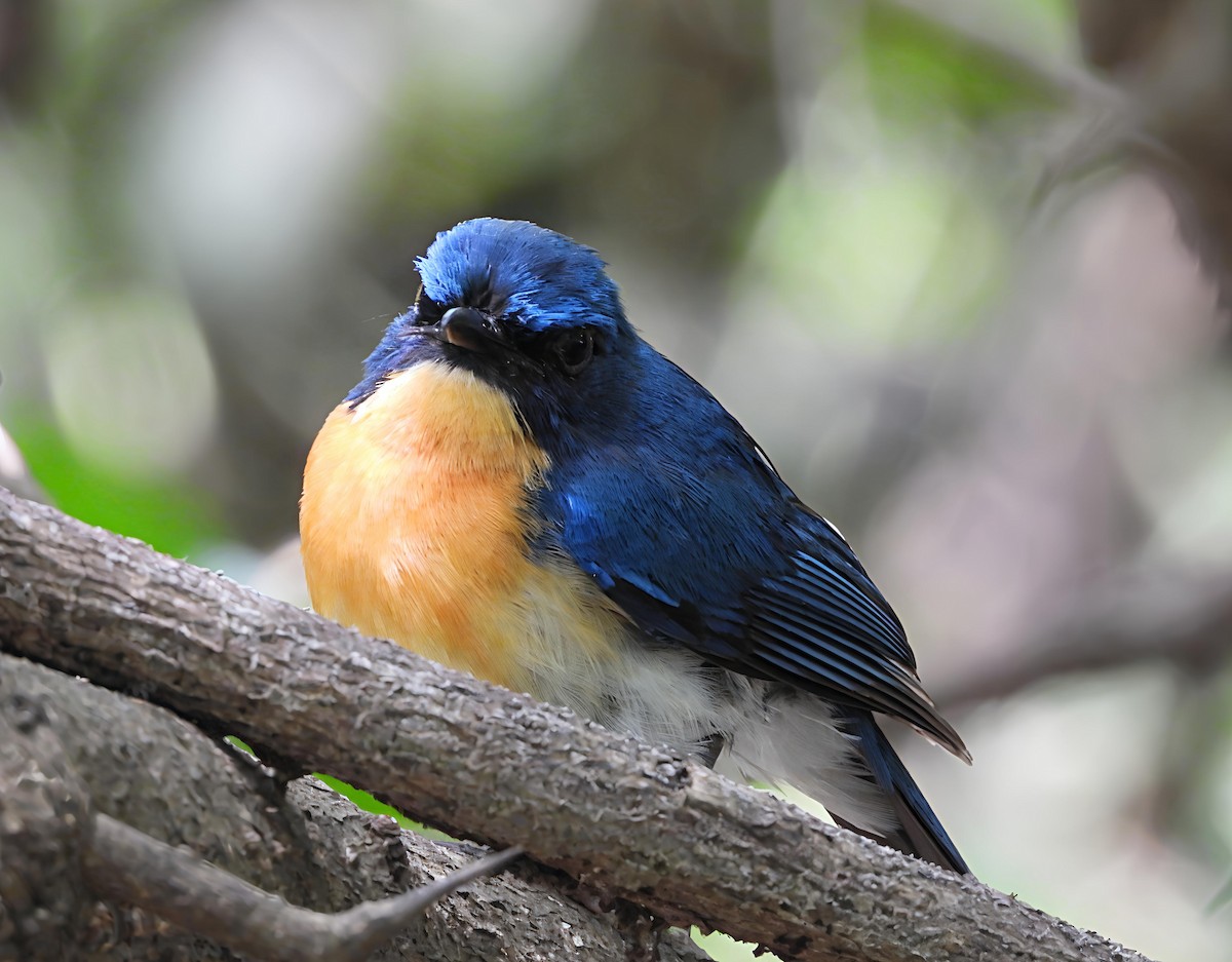 Tickell's Blue Flycatcher - ML638217528