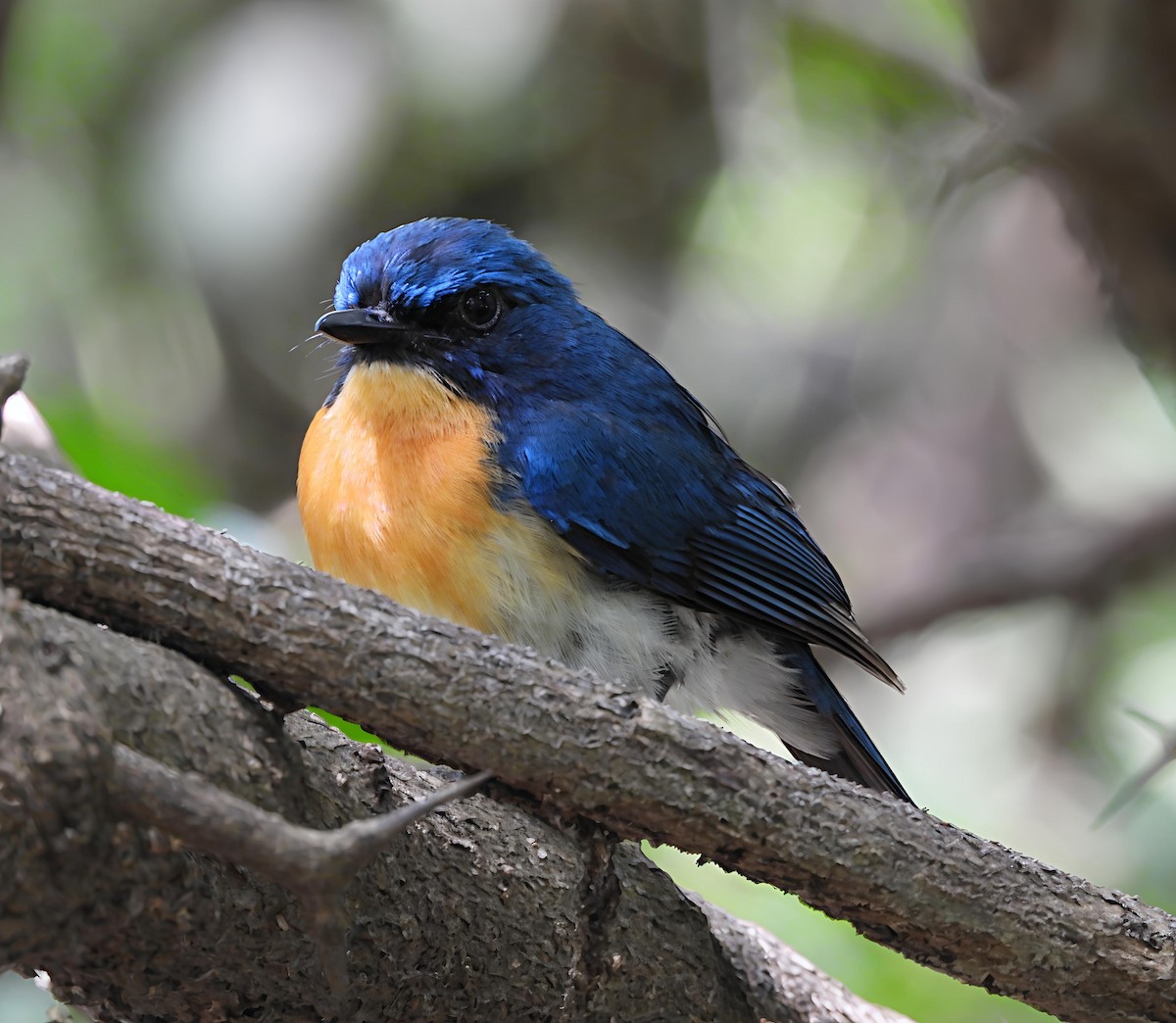 Tickell's Blue Flycatcher - ML638217529
