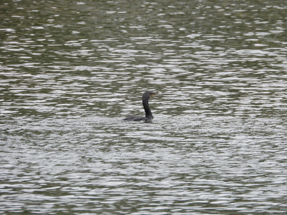 Little Cormorant - ML638217541