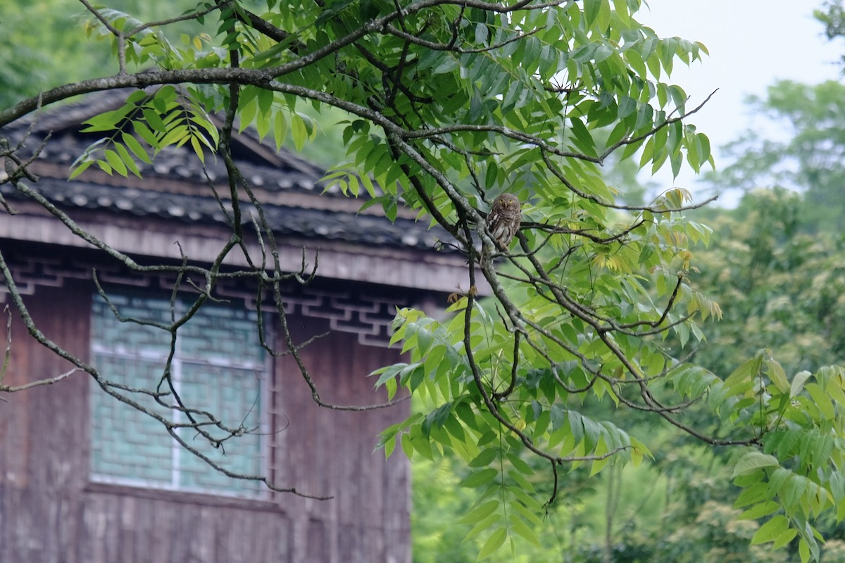 Asian Barred Owlet - ML638217548