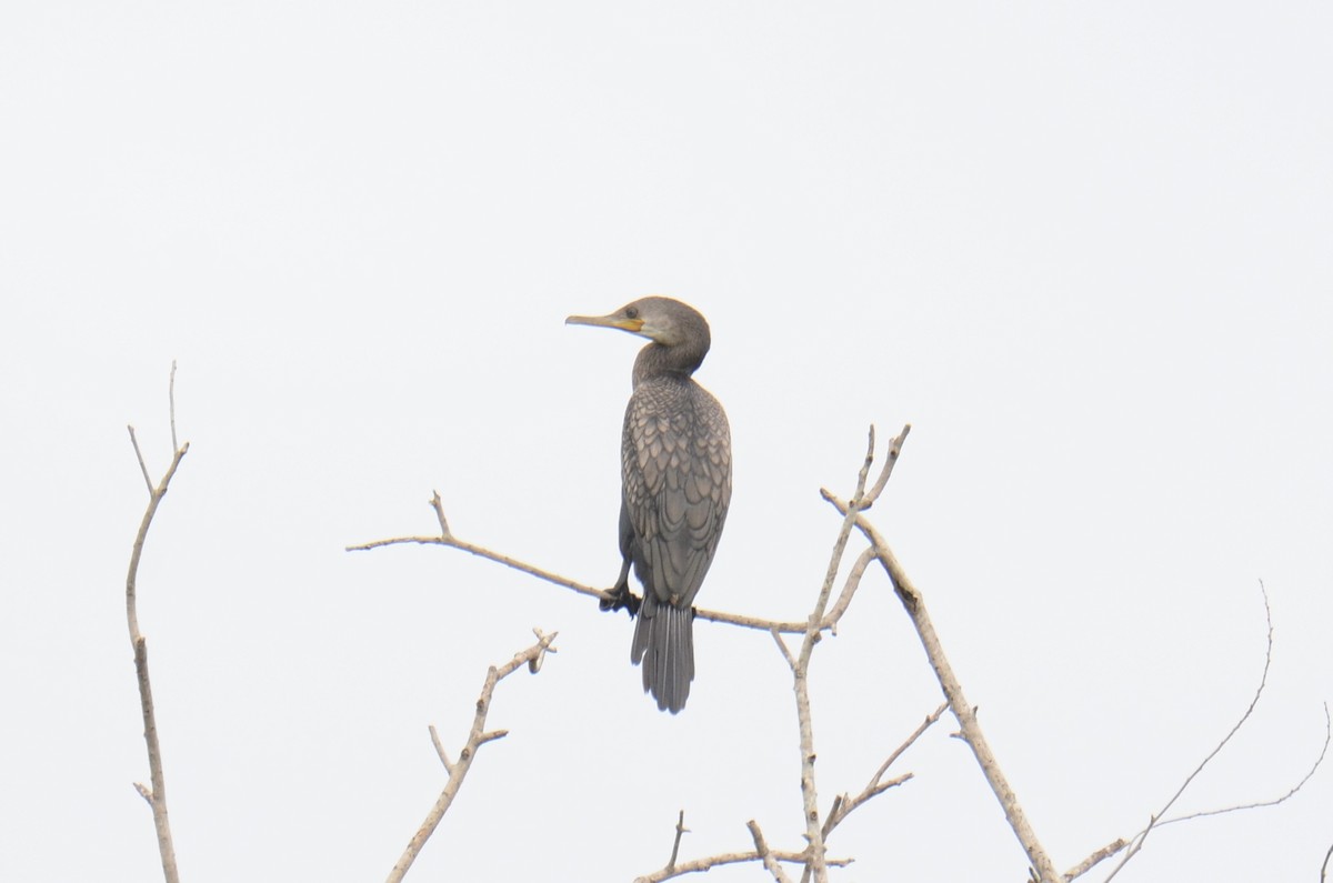 Indian Cormorant - ML638217551