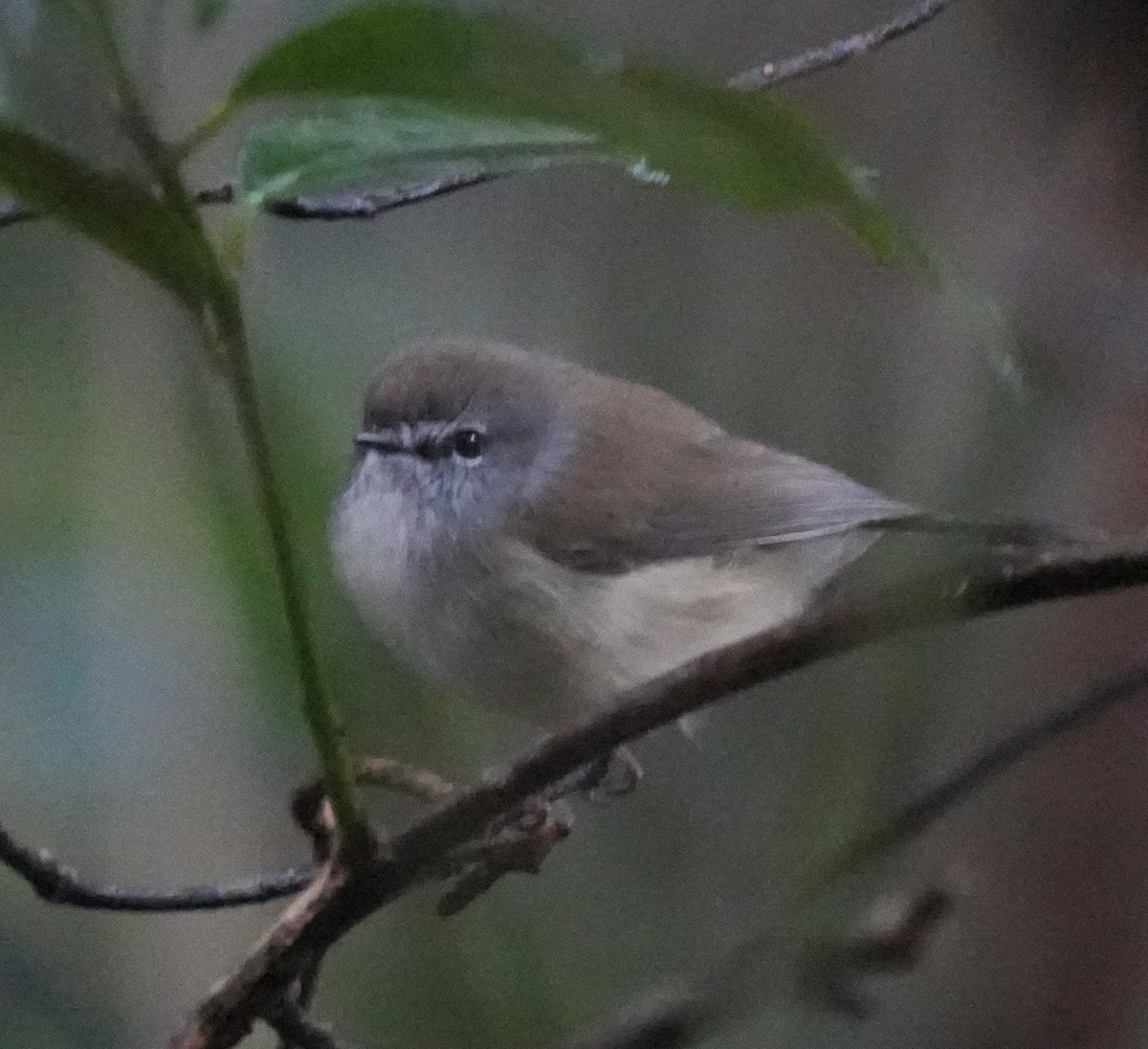 Brown Gerygone - ML638217556