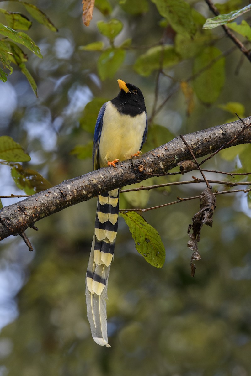 Yellow-billed Blue-Magpie - ML638217562