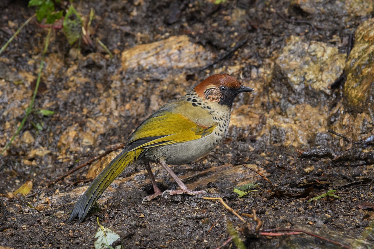 Chestnut-crowned Laughingthrush - ML638217568