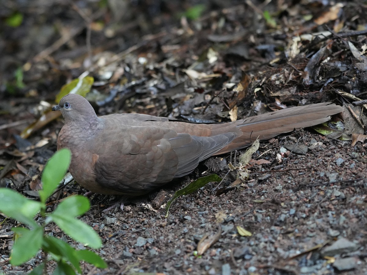 Brown Cuckoo-Dove - ML638217570