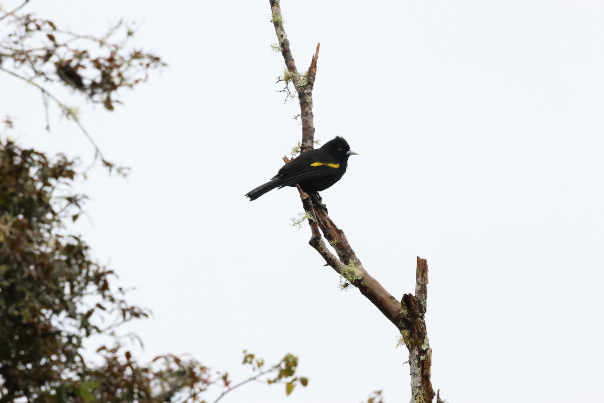 Golden-winged Cacique - ML638217602