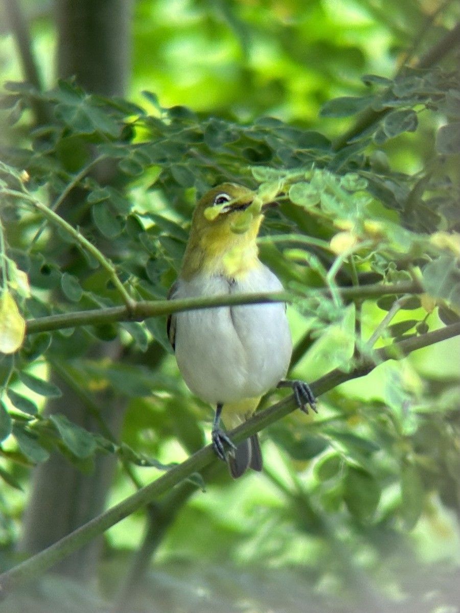 Lowland White-eye - ML638217616