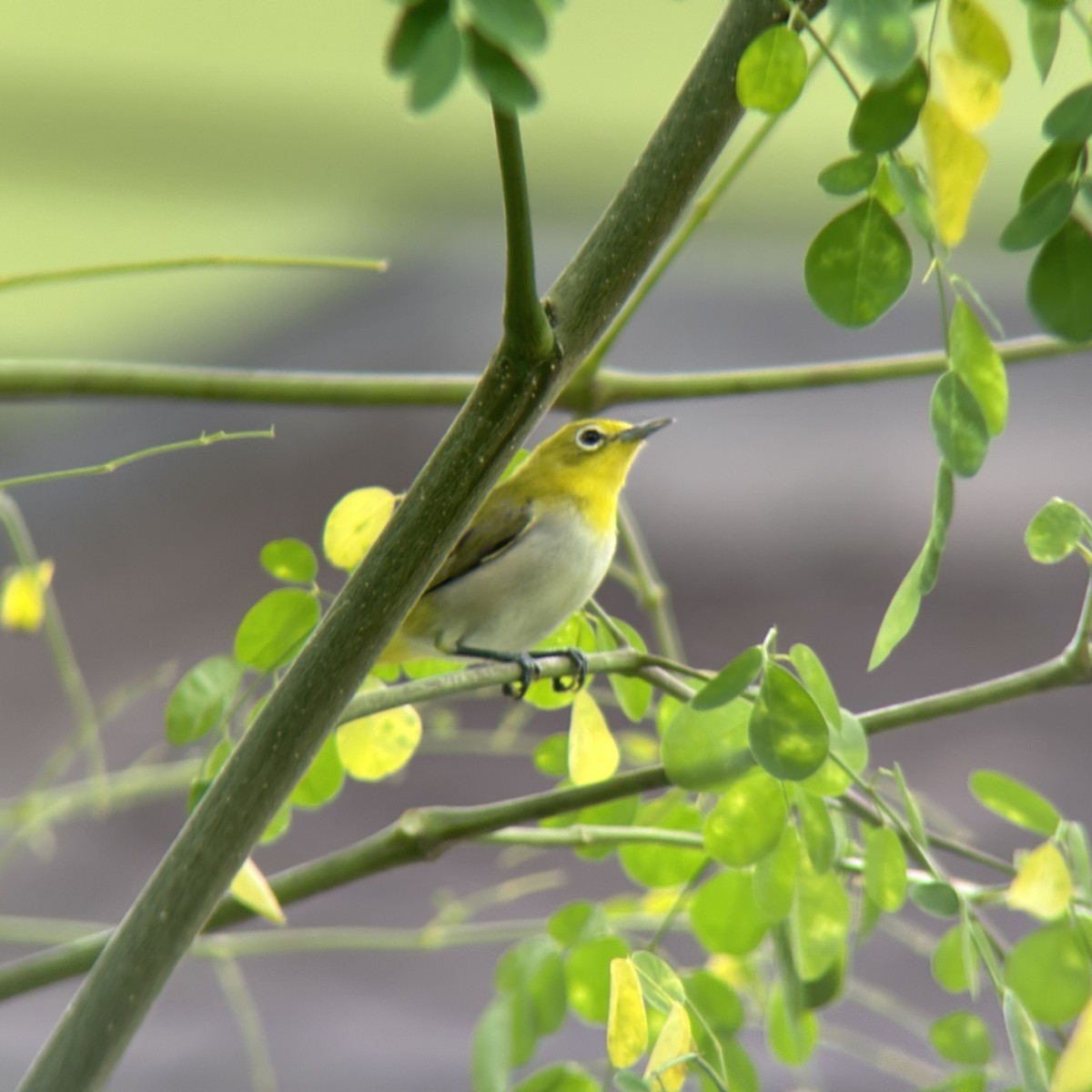 Lowland White-eye - ML638217617