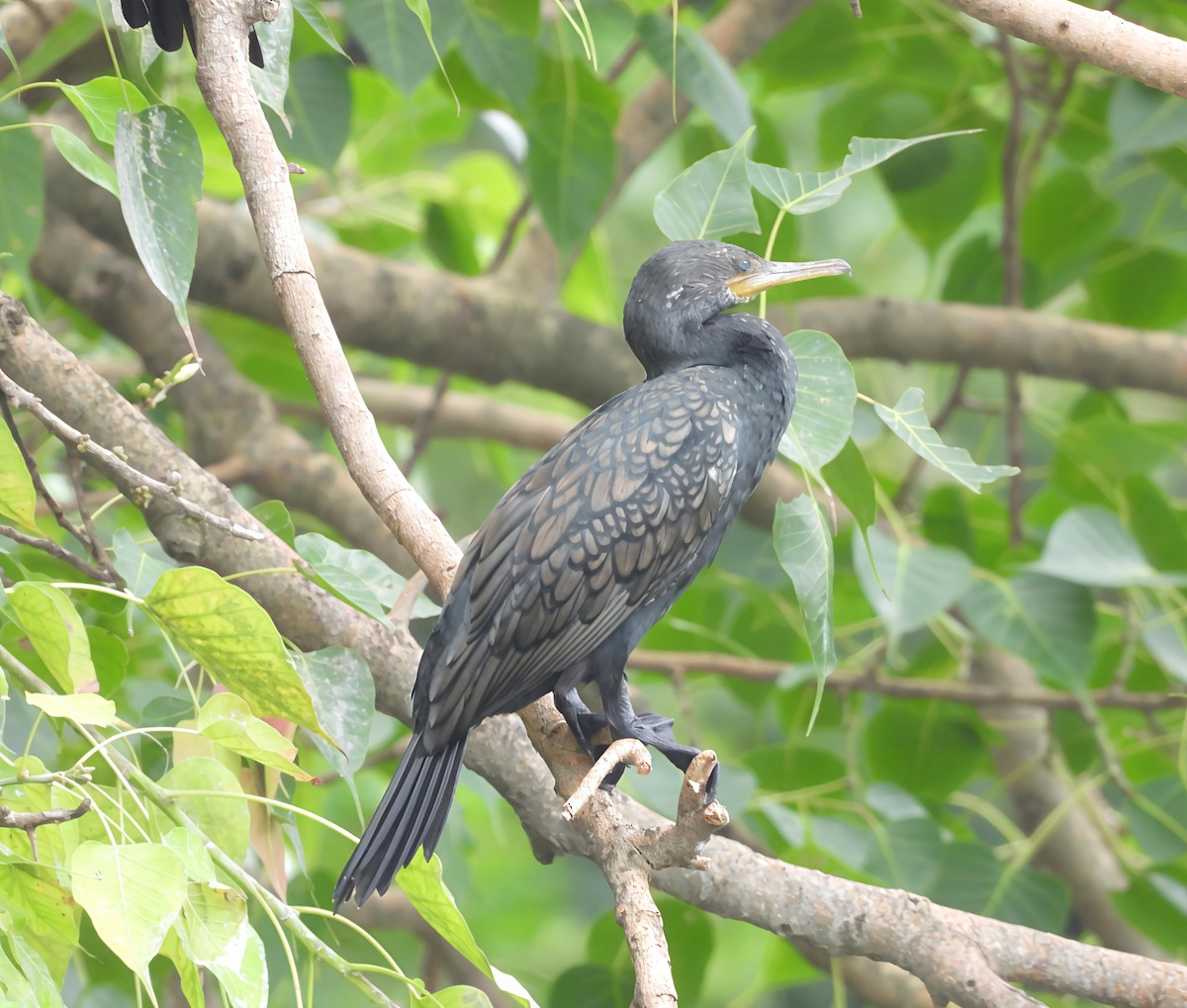 Indian Cormorant - ML638217618