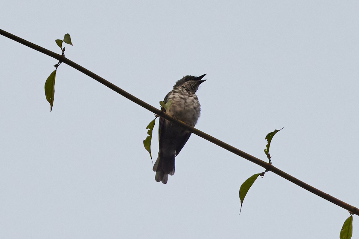 African Forest-Flycatcher - ML638217621