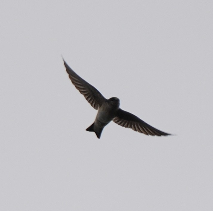 Tree Martin - ML638217626