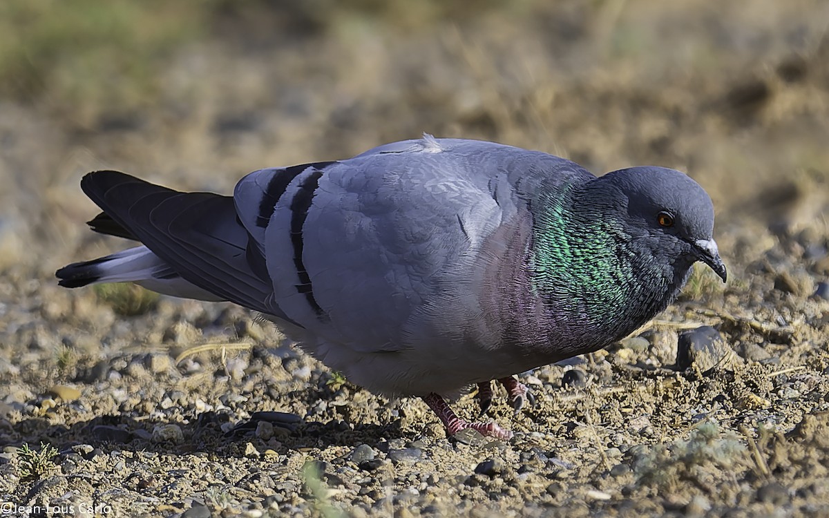 Hill Pigeon - ML638217644