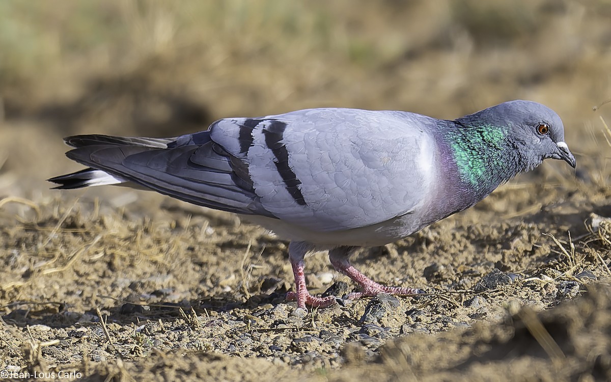Hill Pigeon - ML638217645