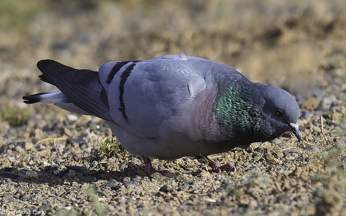Hill Pigeon - ML638217646
