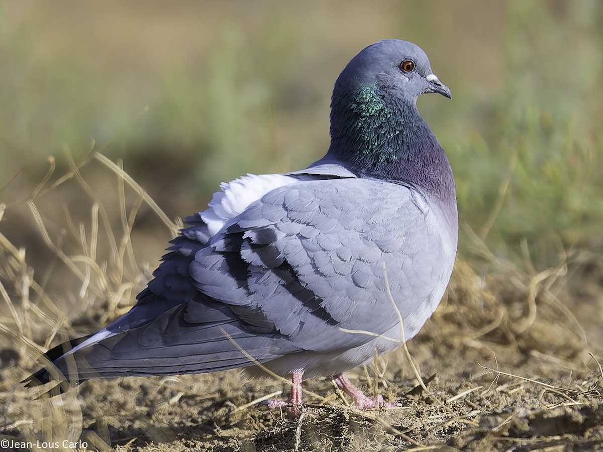 Hill Pigeon - ML638217647