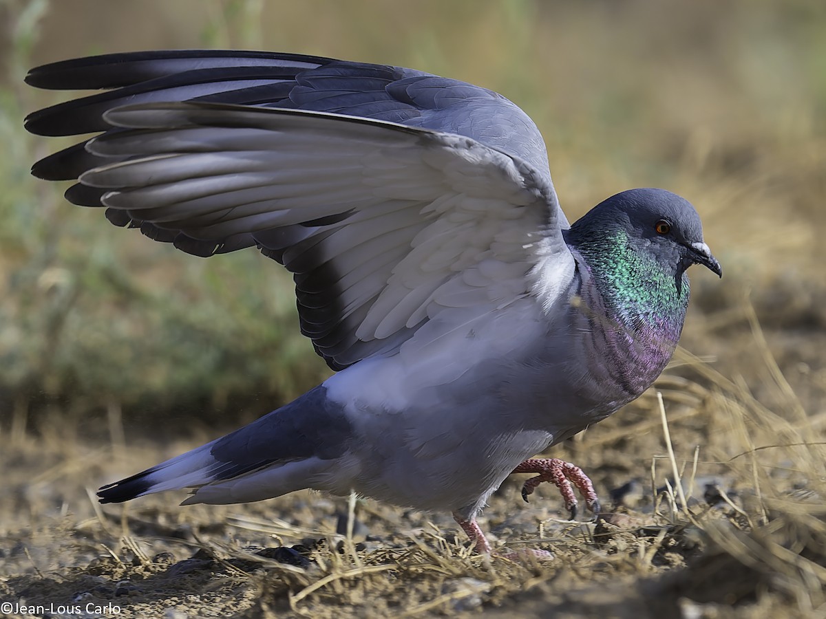 Hill Pigeon - ML638217648