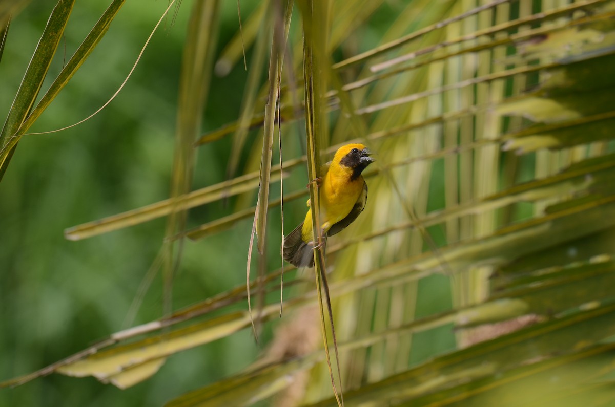 Asian Golden Weaver - ML638217650