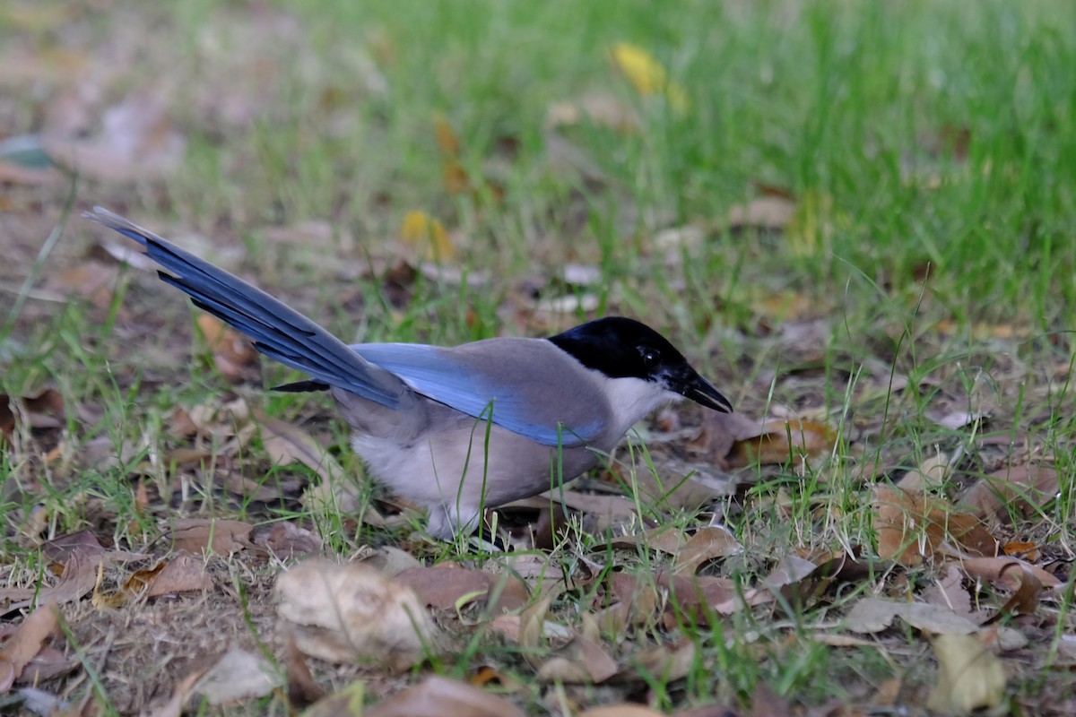 Azure-winged Magpie (Azure-winged) - ML638217652