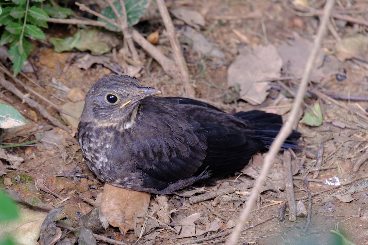 Chinese Blackbird - ML638217655
