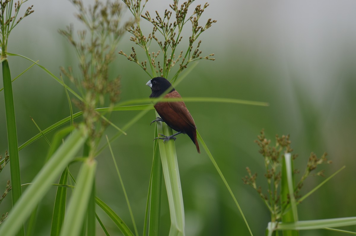 Chestnut Munia - ML638217666
