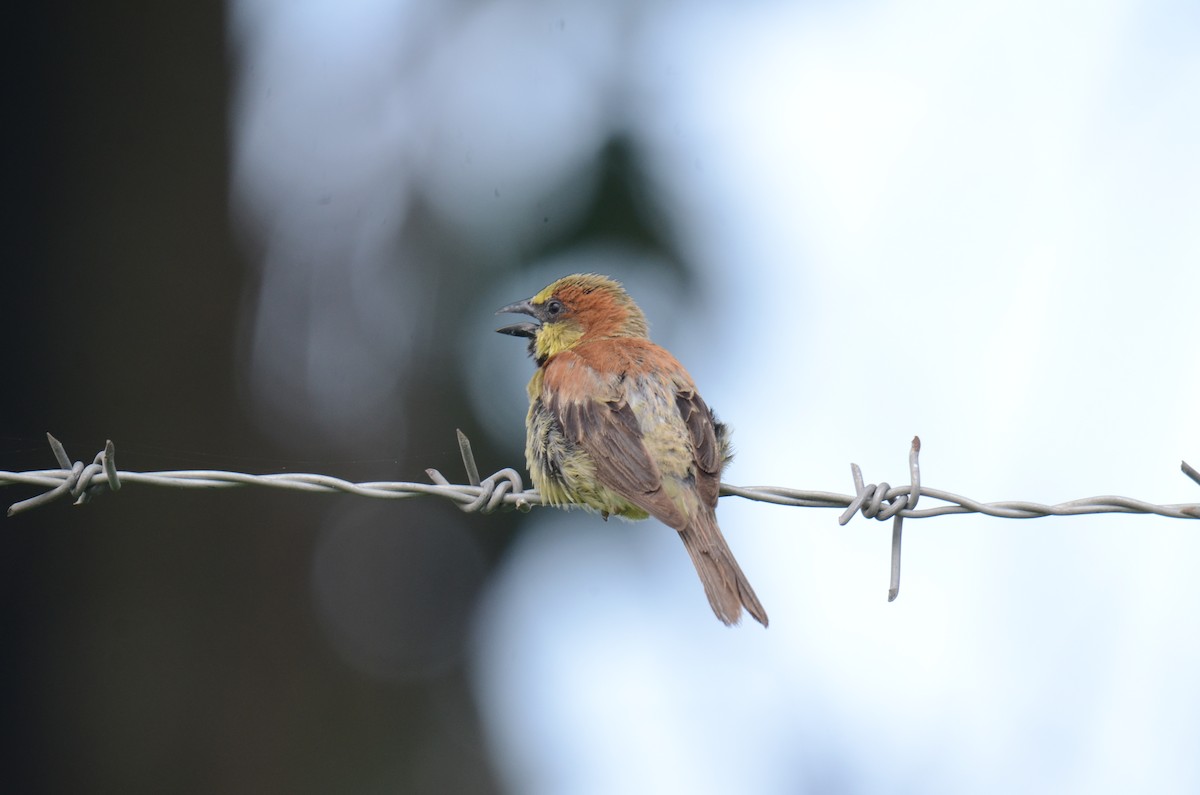 Plain-backed Sparrow - ML638217680