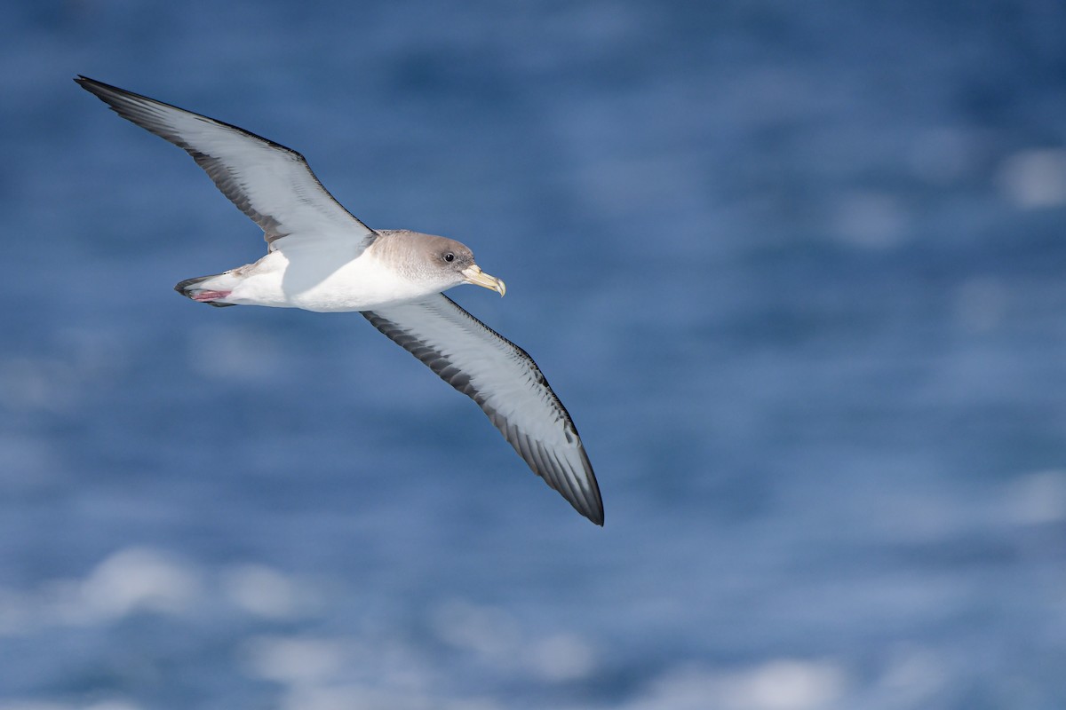 Scopoli's Shearwater - ML638217682