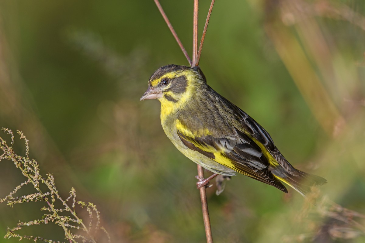 Yellow-breasted Greenfinch - ML638217684
