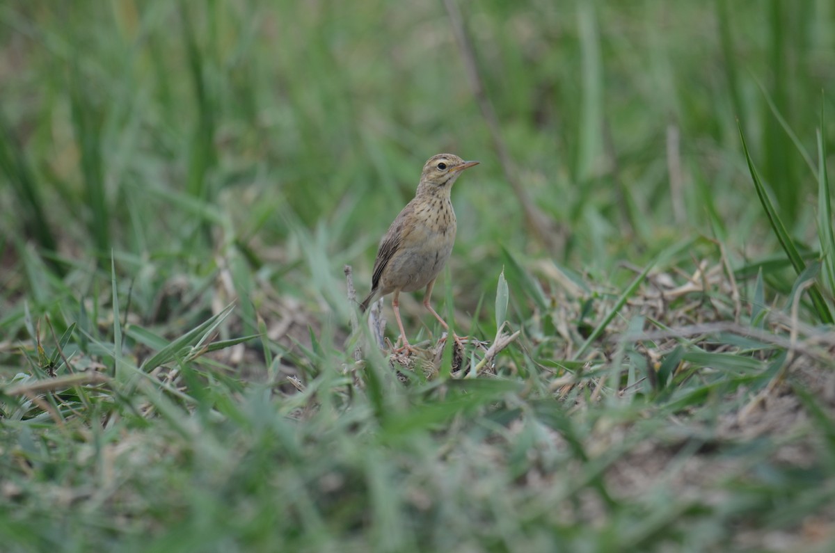 Paddyfield Pipit - ML638217689