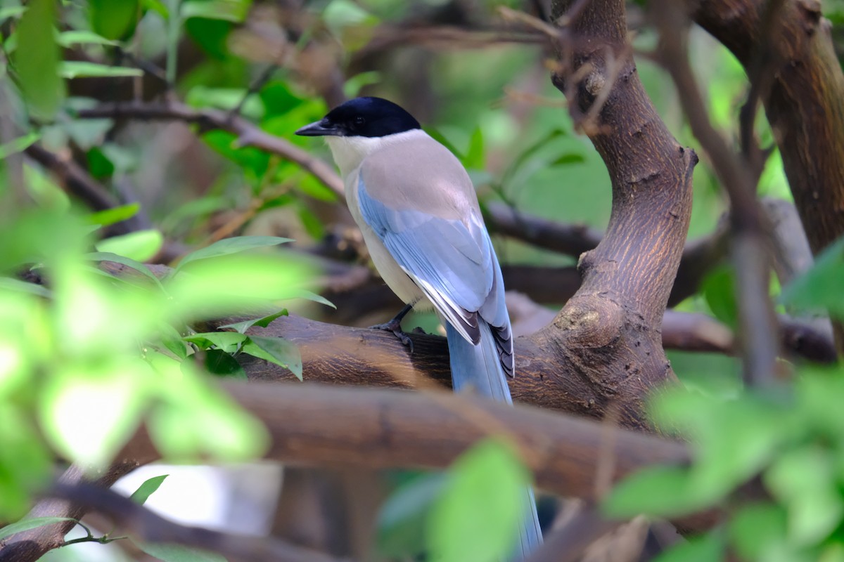 Azure-winged Magpie (Azure-winged) - ML638217693